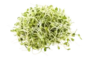 Микрозелень