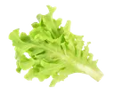 Лист салата